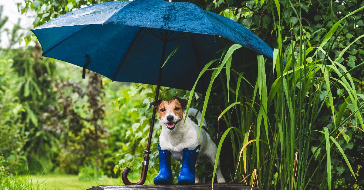 Dog in rain boots with an umbrella during a storm